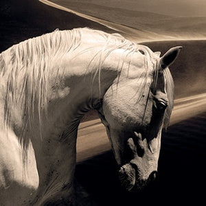   Modern European furniture - Black And White Photographic Artwork - www.oroa.com | Oroa.com