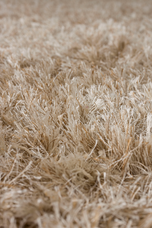 Beige Wool Carpet | Dutchbone Hairy | Oroa.com