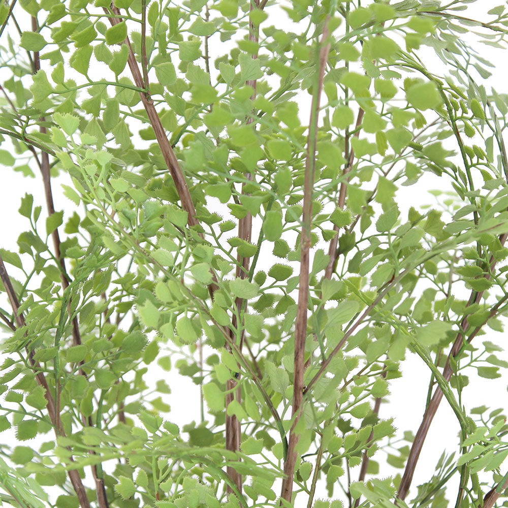 Everlasting Maidenhair Fern - OROA