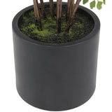 Everlasting Maidenhair Fern - OROA