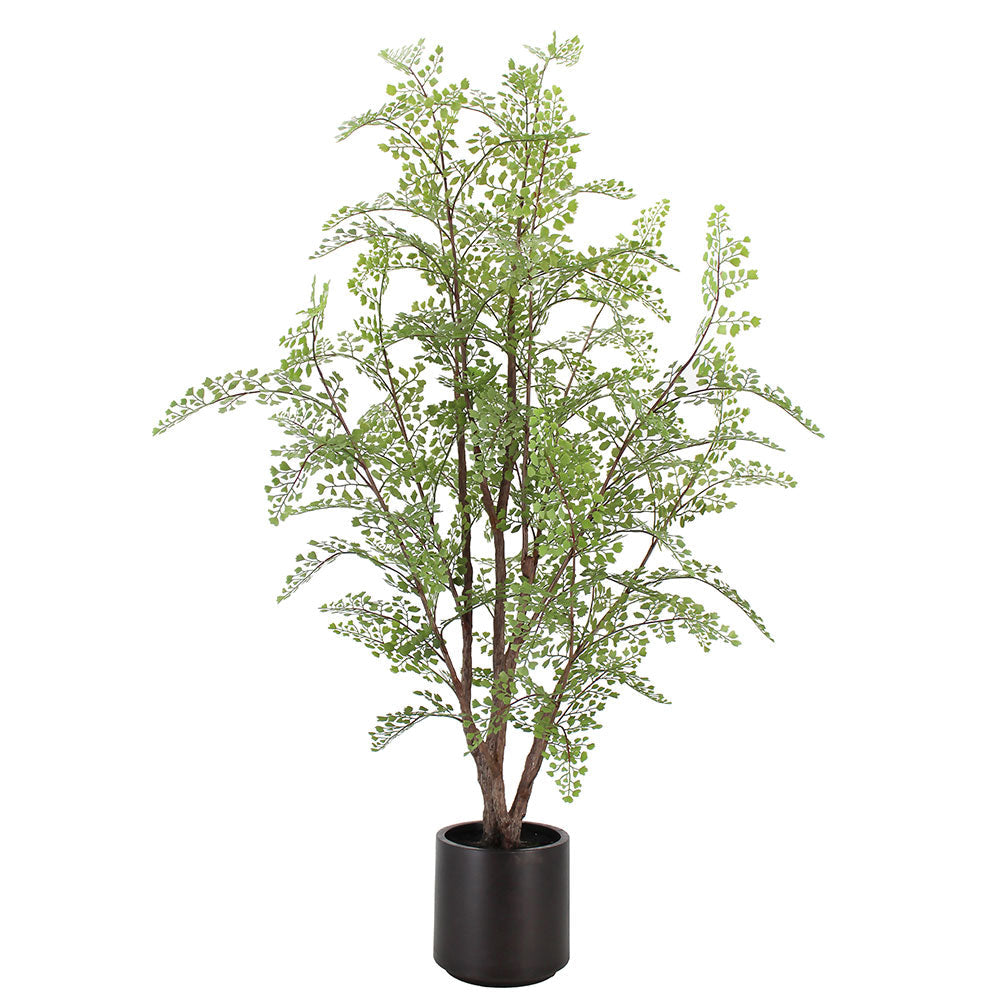 Everlasting Maidenhair Fern - OROA