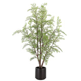 Everlasting Maidenhair Fern - OROA