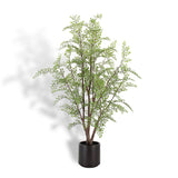 Everlasting Maidenhair Fern - OROA