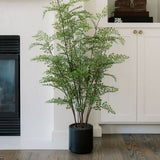 Everlasting Maidenhair Fern - OROA