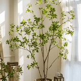 Japanese Enkianthus Tree - Natural Look