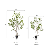 Japanese Enkianthus Tree - Natural Look