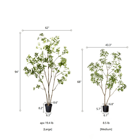 Japanese Enkianthus Tree - Natural Look