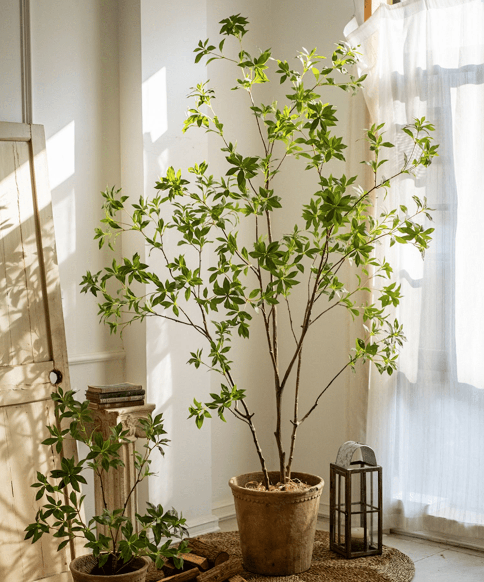 Japanese Enkianthus Tree - Natural Look