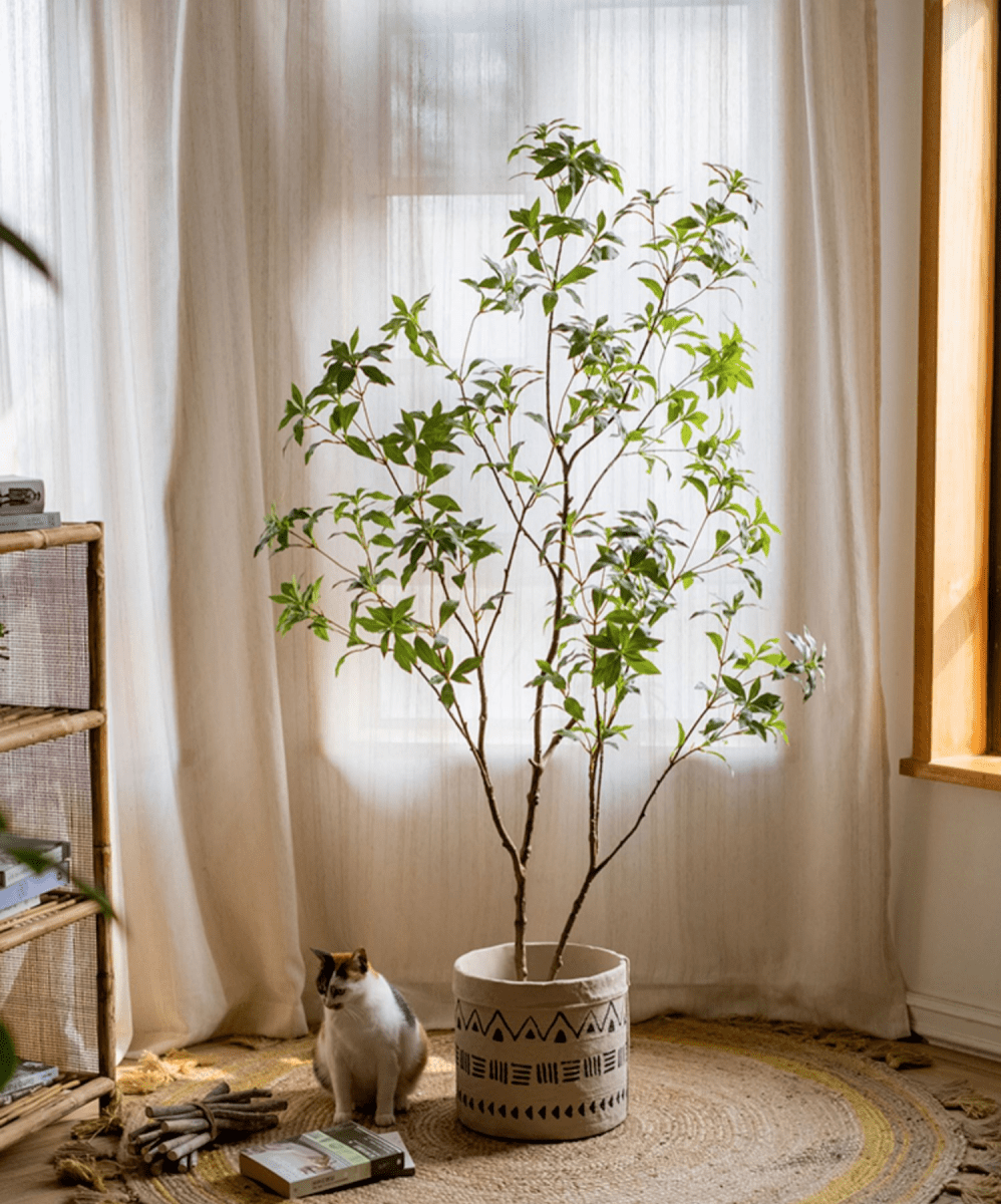 Japanese Enkianthus Tree - Natural Look