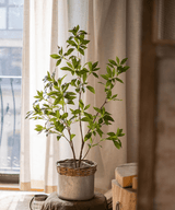 Japanese Enkianthus Tree - Natural Look