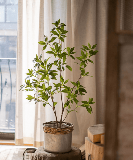 Japanese Enkianthus Tree - Natural Look