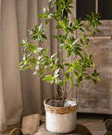Japanese Enkianthus Tree - Natural Look
