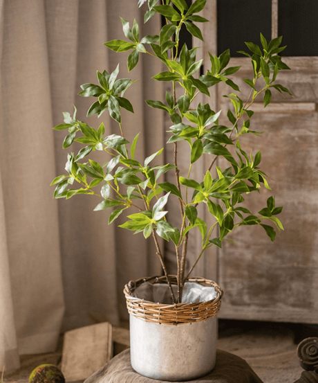 Japanese Enkianthus Tree - Natural Look