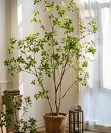 Japanese Enkianthus Tree - Natural Look