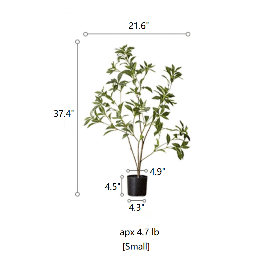 Japanese Enkianthus Tree - Natural Look