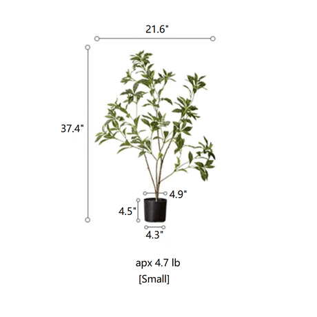 Japanese Enkianthus Tree - Natural Look