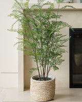 Everlasting Maidenhair Fern - OROA