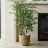 Everlasting Maidenhair Fern - OROA