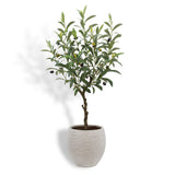 Artificial Olive Topiary Tree with Mediterranean Pot - OROA