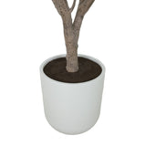 8' Olive Tree Potted in White Stone Pot