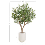 8' Olive Tree Potted in White Stone Pot