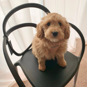 Tangled Dining Chairs (2) | Qeeboo Loop | OROA.com