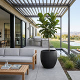 Black Concrete Indoor/Outdoor Planter | Splendido Coleus