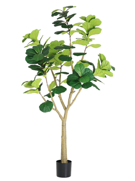 fig