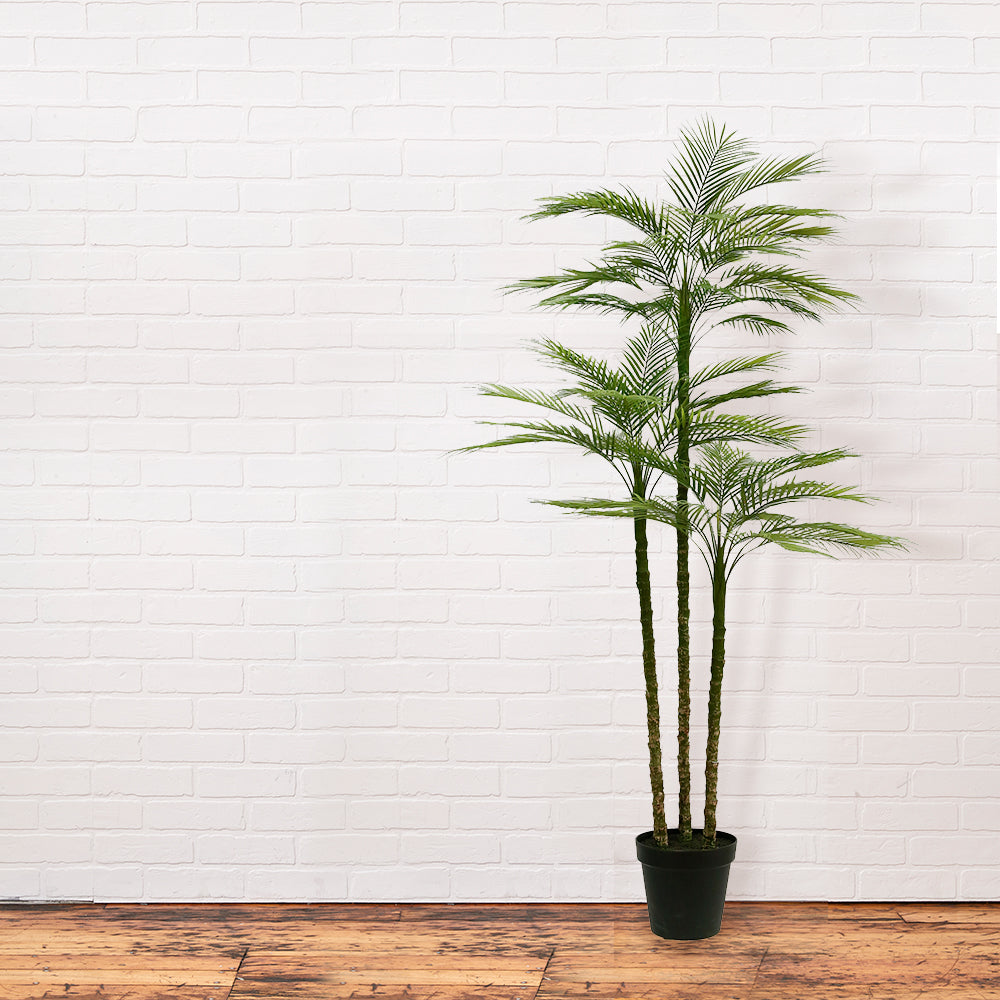 Everlasting Palm Tree - OROA