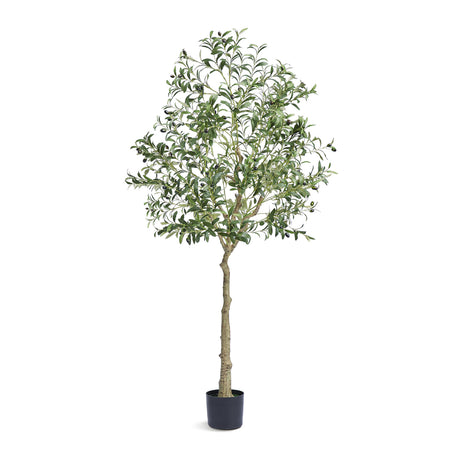 Modern European furniture - Lifelike Olive Tree - www.oroa.com