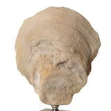 Aged Ivory Sculptures (3) | Uttermost Oyster Shell