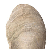 Aged Ivory Sculptures (3) | Uttermost Oyster Shell