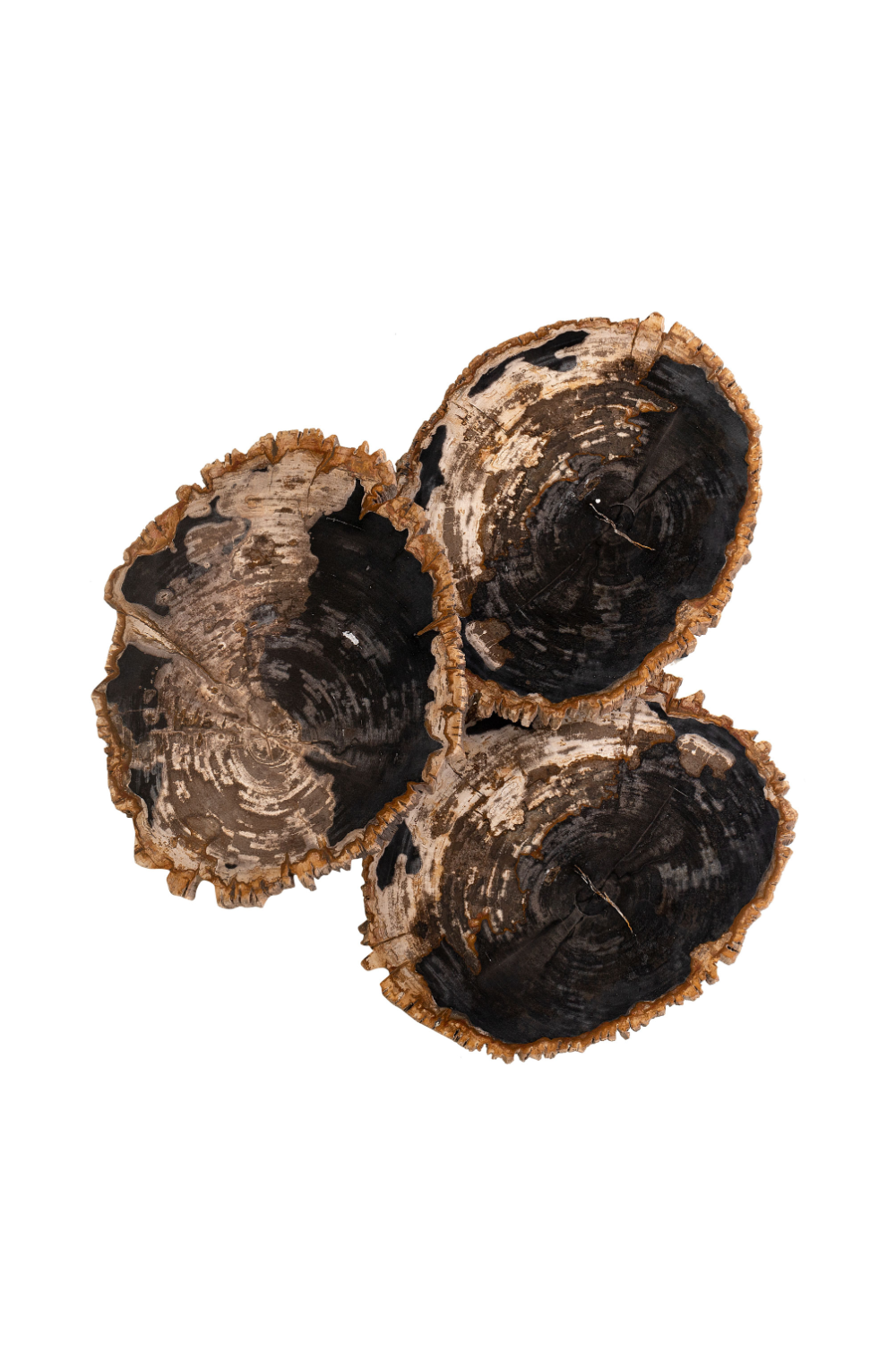 Petrified Wood Coffee Table Set (3) | Versmissen | Oroa.com