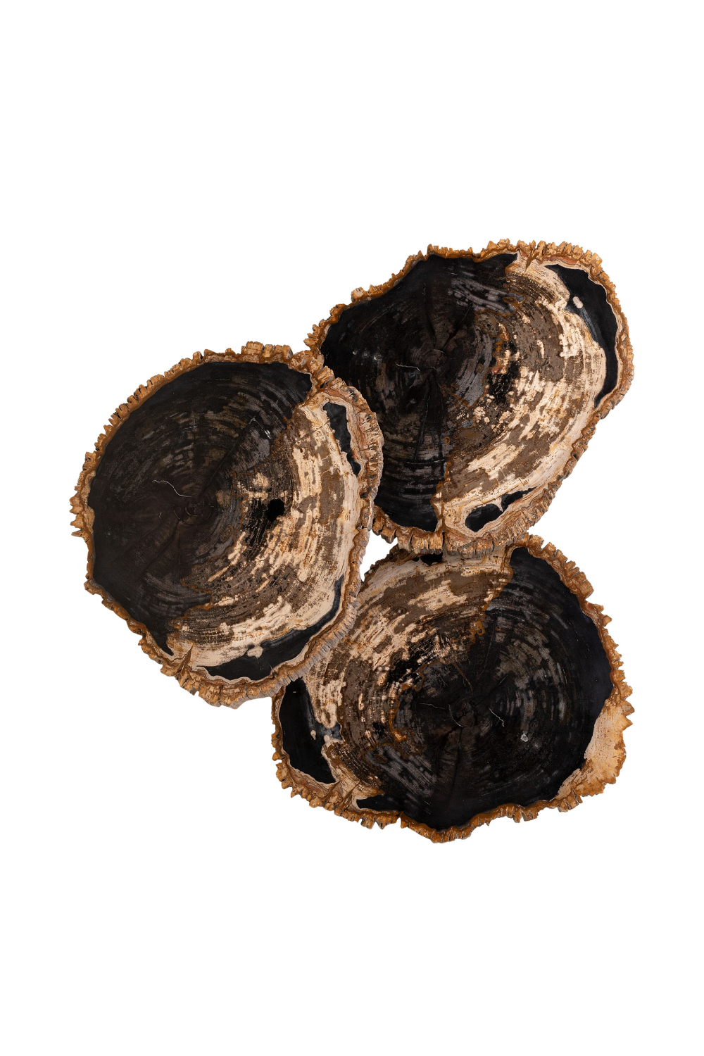 Petrified Wood Coffee Table Set (3) | Versmissen | Oroa.com