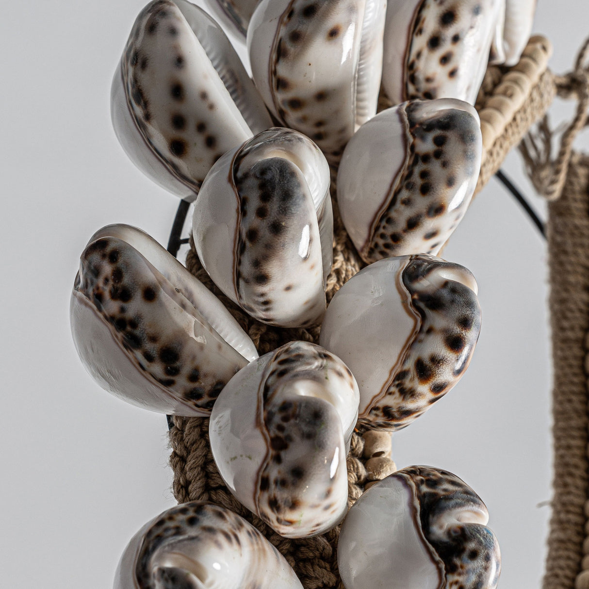   Modern European furniture - Natural Shells Decorative Object - www.oroa.com | Oroa.com