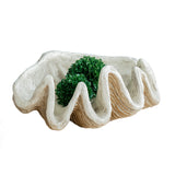 Decorative Natural Clam Shell | OROA