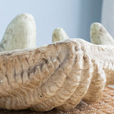 Decorative Natural Clam Shell | OROA