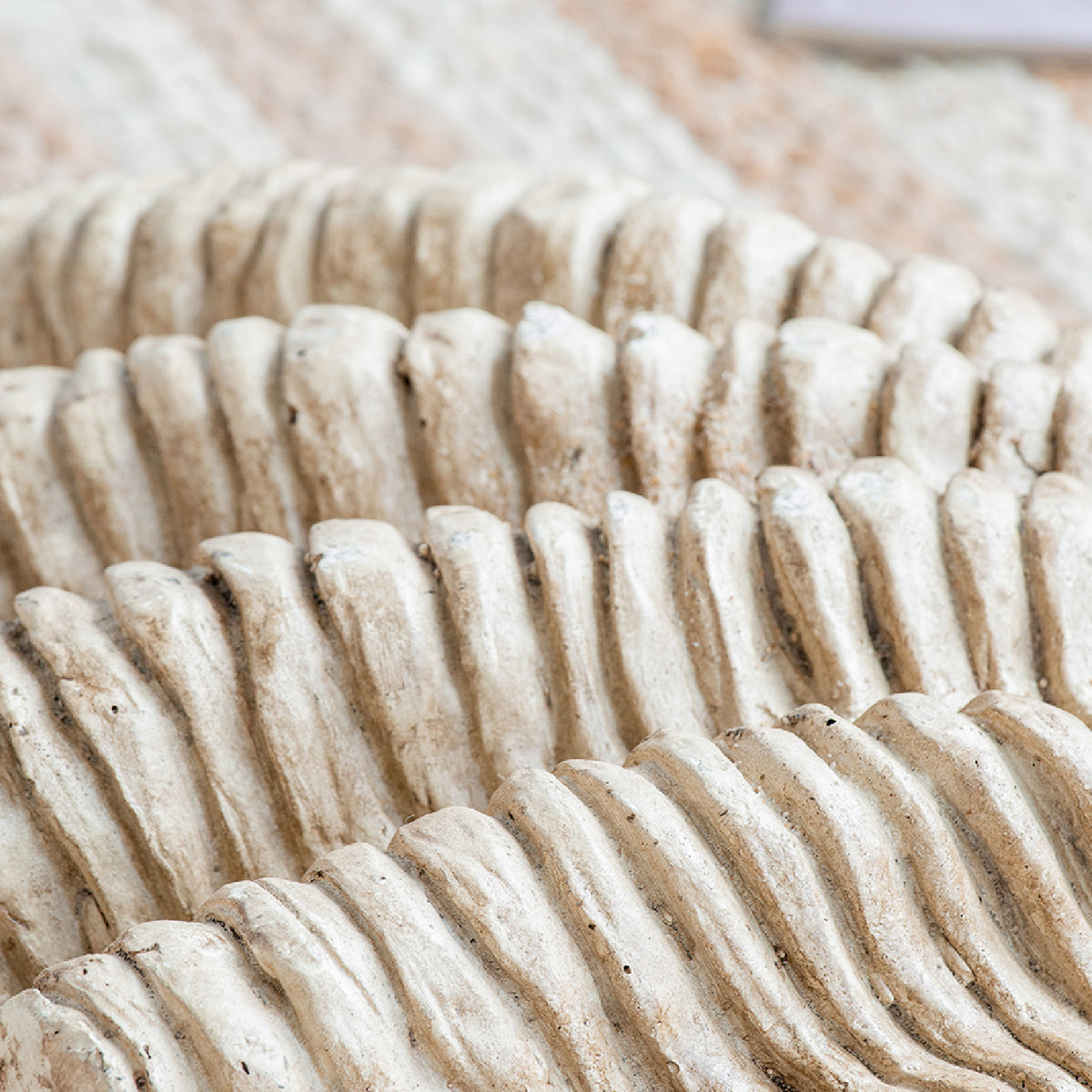 Decorative Natural Clam Shell | OROA