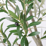 Modern European furniture - 8' Lifelike Olive Tree in White Planter - www.oroa.com