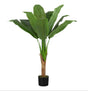 Potted banana plant on a white background