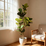 Fiddle Leaf Fig Tree - Natural Look