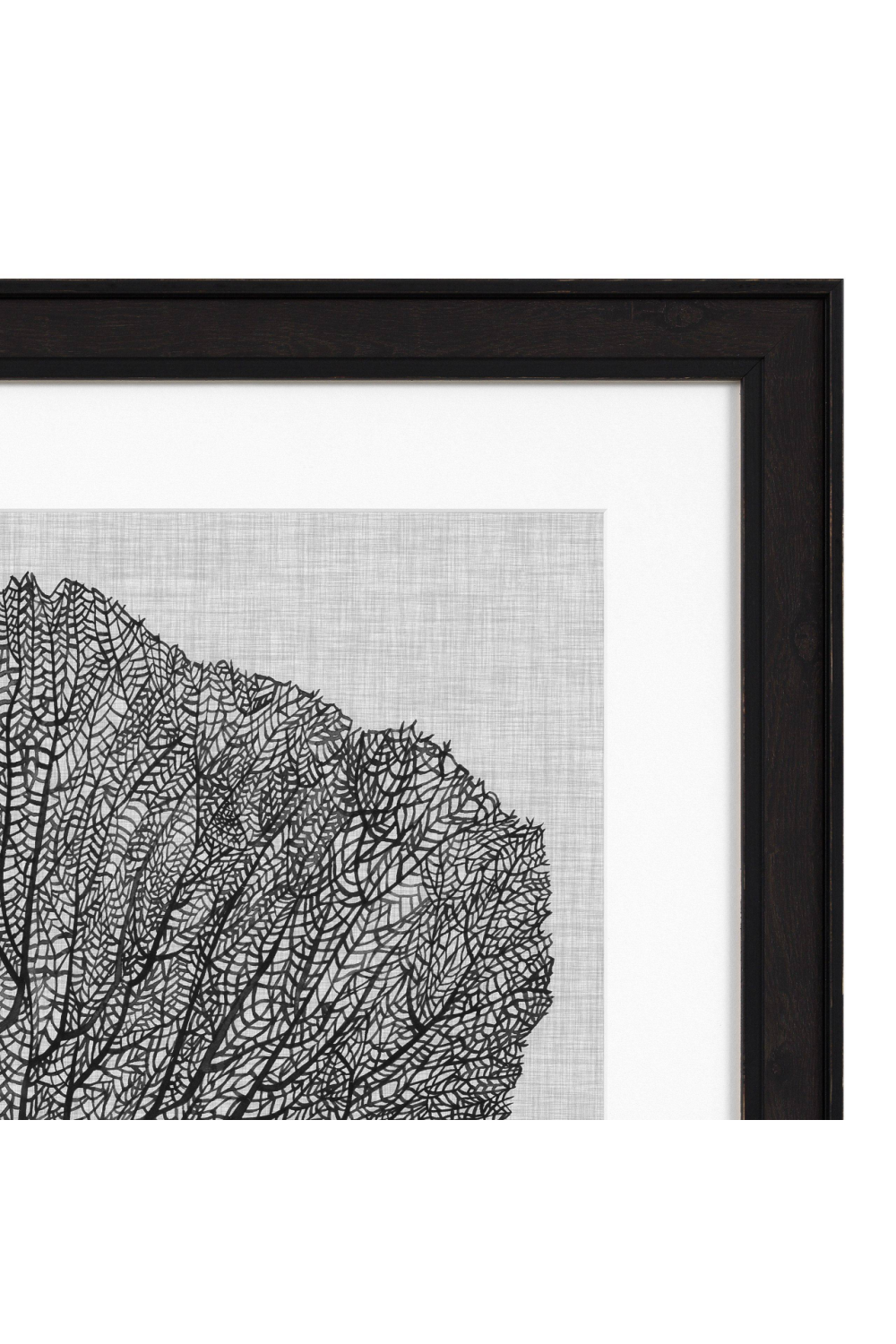 Coral Prints Set | Eichholtz Shadow Sea Fans | OROA