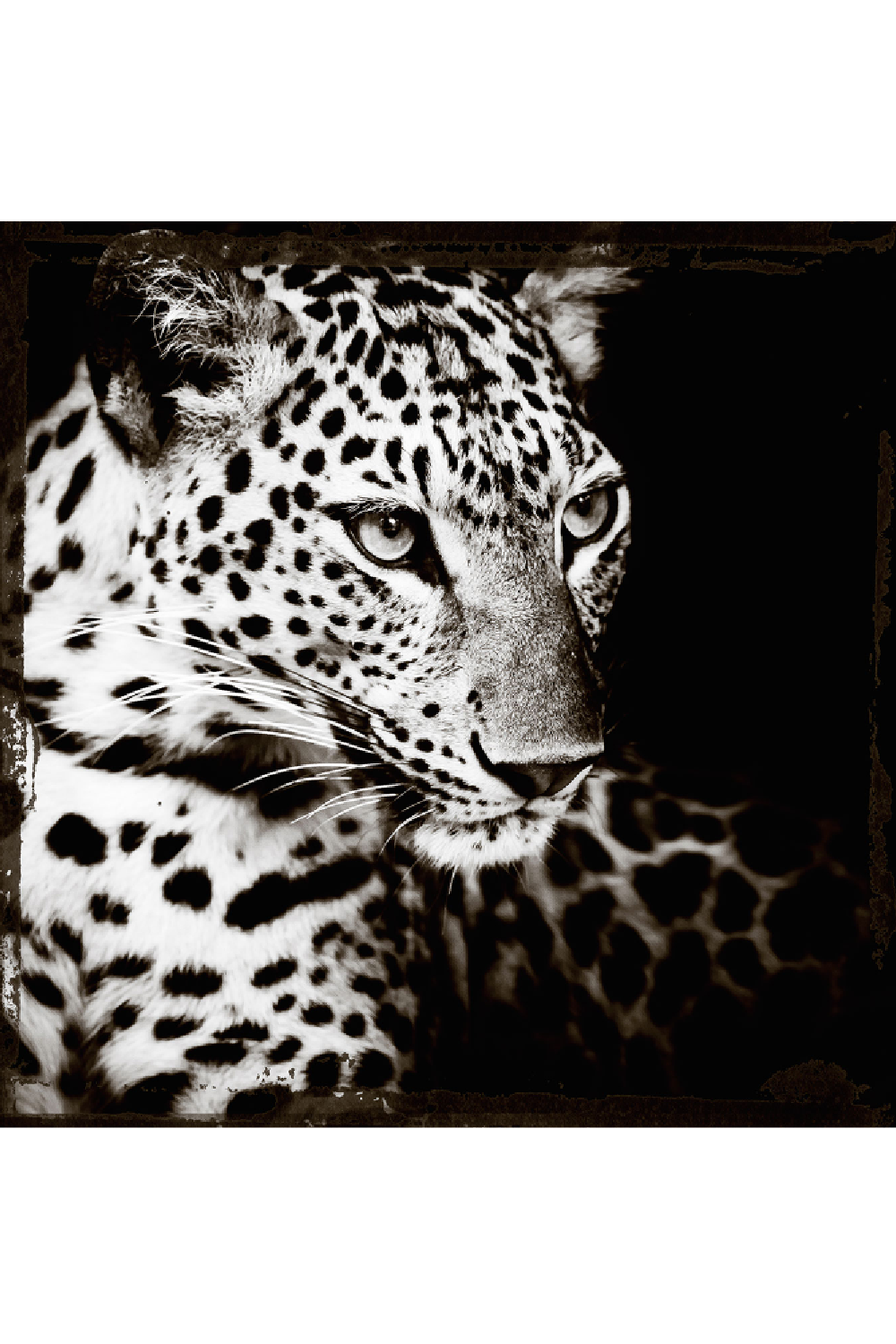 Wild Animal Monochrome Artwork | Andrew Martin Leopard Gaze | OROA