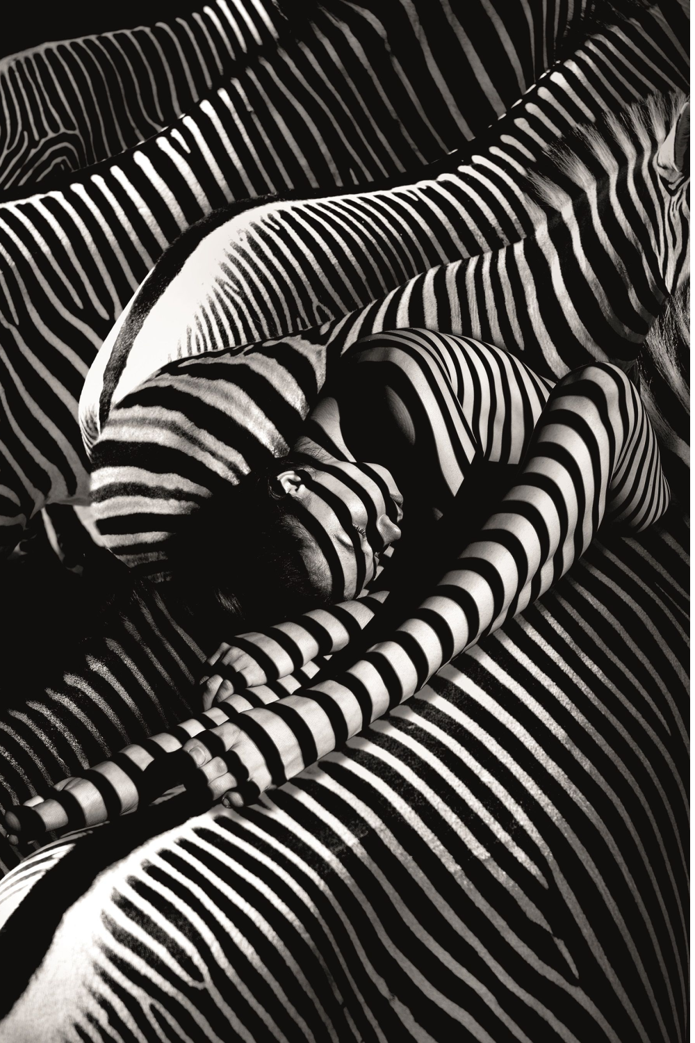 Contemporary Photographic Artwork | Andrew Martin Riding A Zebra | Oroa.com