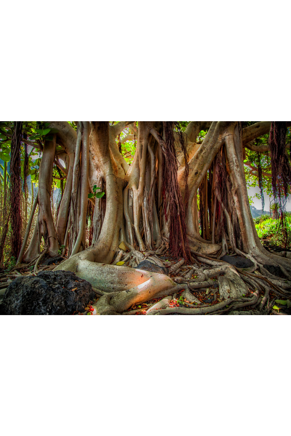 Banyan Trunk Photographic Artwork | Andrew Martin Mother Tree | Oroa.com