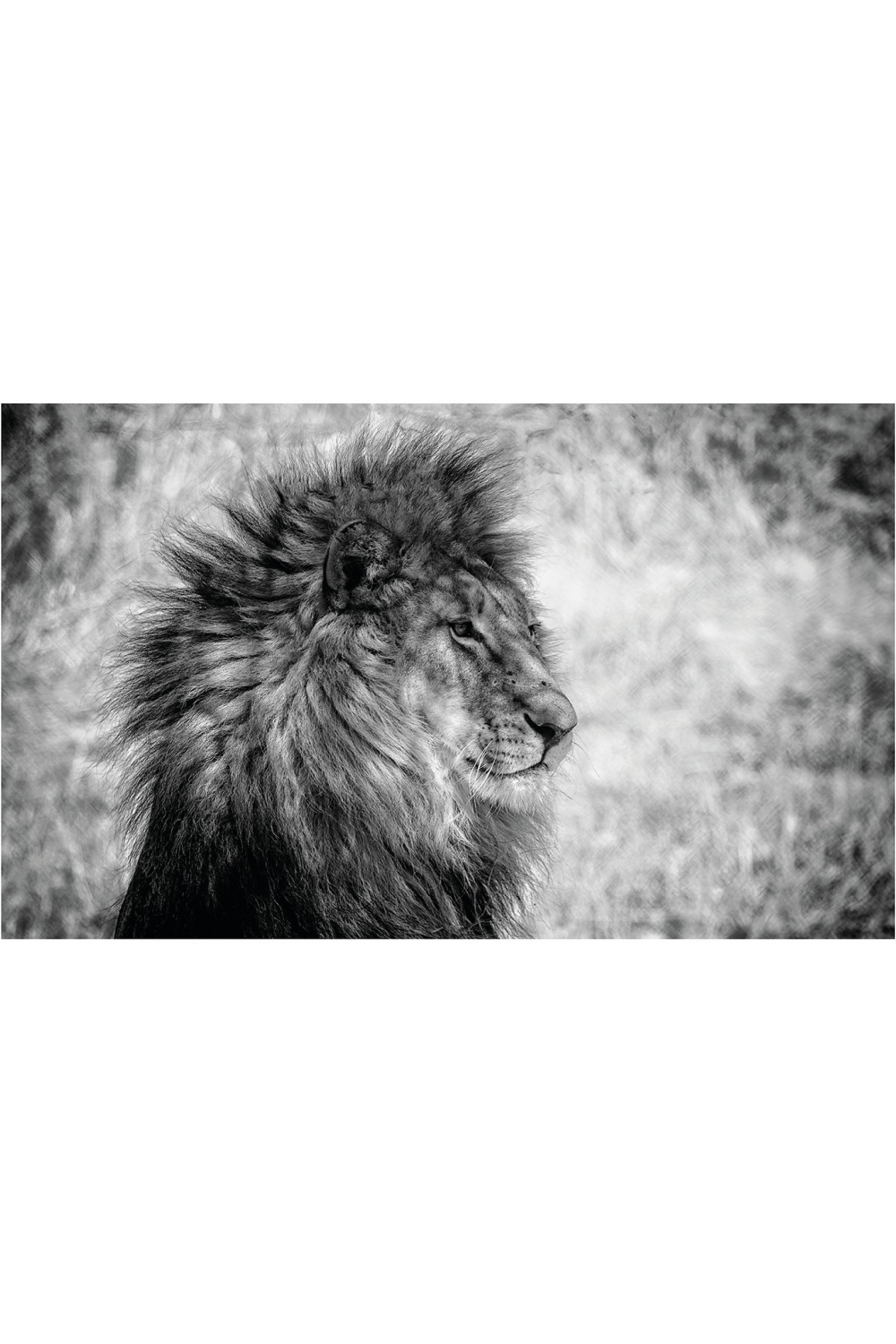 Wild Animal Photographic Artwork | Andrew Martin Lion King | Oroa.com.