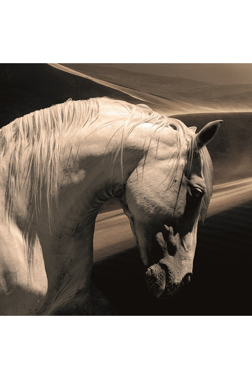 Black And White Photographic Artwork | Andrew Martin Arabian Horse | Oroatrade.com