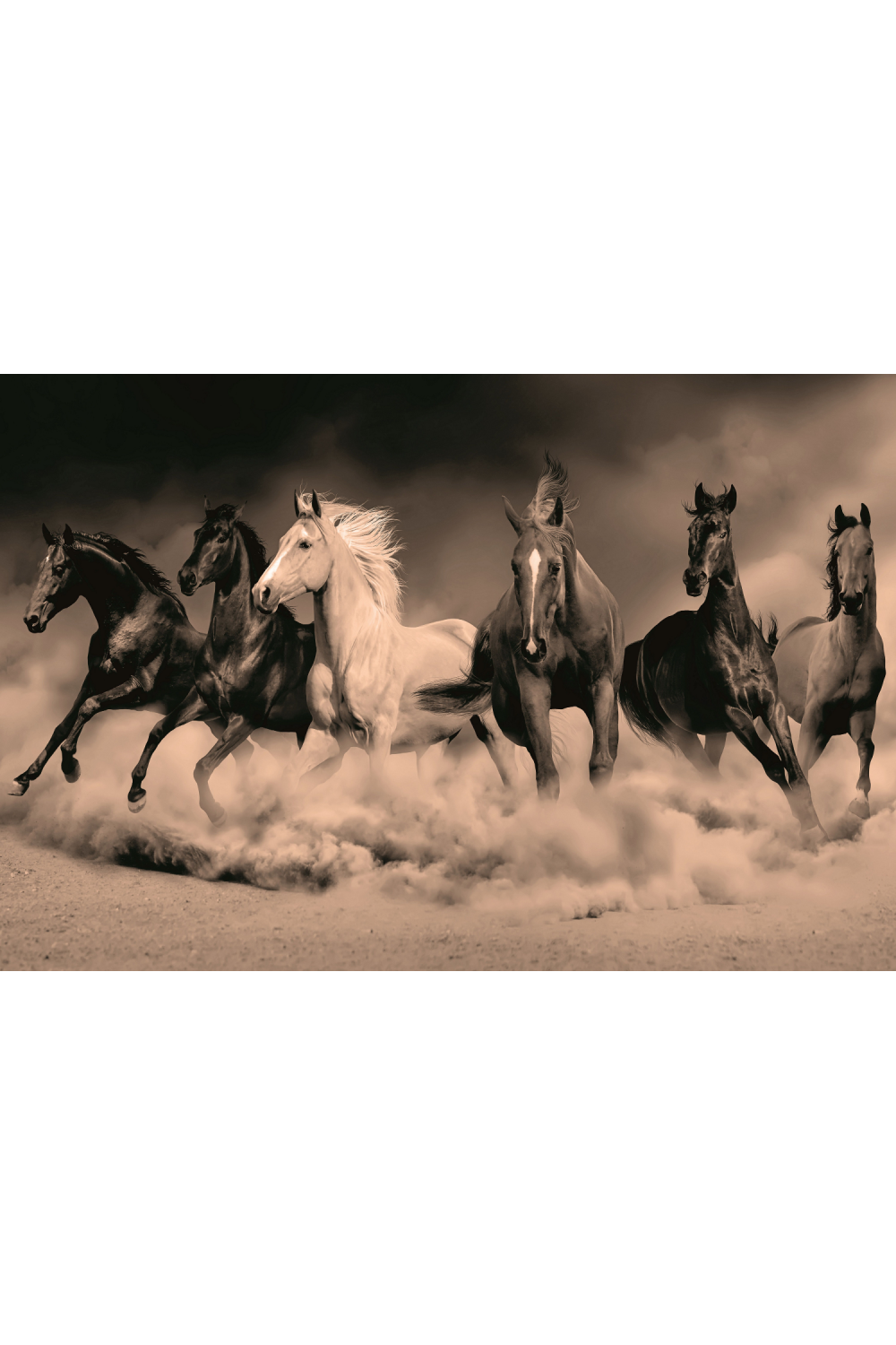 Wild Horses Photographic Artwork | Andrew Martin Desert Royals | Oroa.com