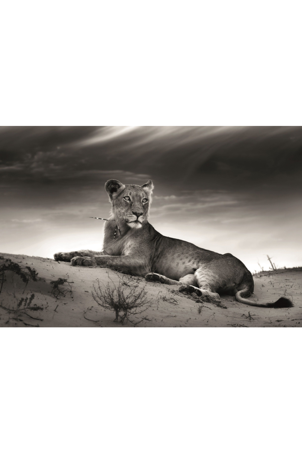 Lioness Photographic Artwork | Andrew Martin Panther | Oroa.com
