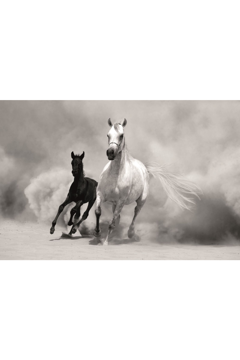 Black And White Photographic Artwork | Andrew Martin Horses | Oroa.com.